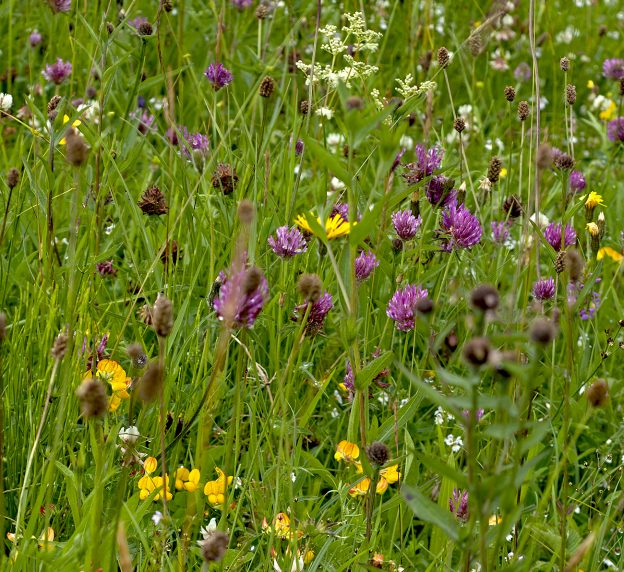 SIMON’S BLOG | NATURAL SURROUNDINGS | Norfolk's Wildflower Centre ...