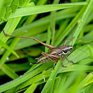 Roesel's Bush-Cricket