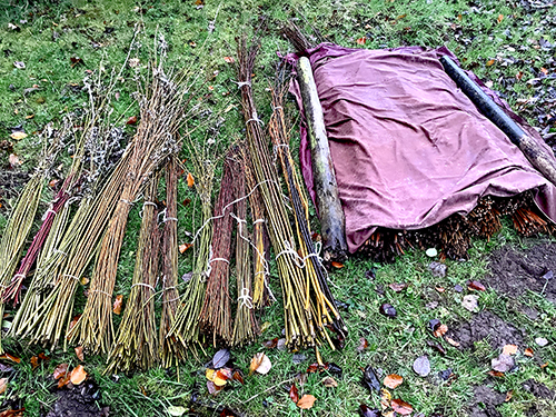 willow stems