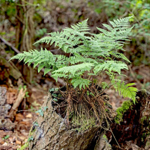 Broad Buckler Fern