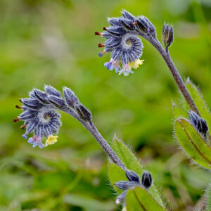 Changing Forget-me-not