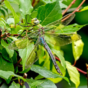 Emperor Dragonfly