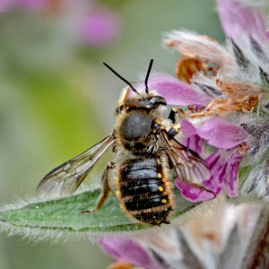 Wool Carder Bee on Downy Woundwort